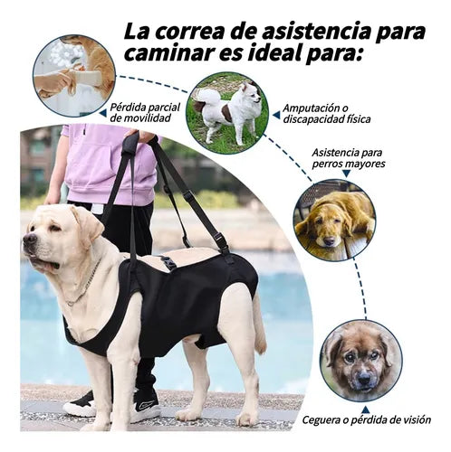 Andadera Para Perro - Rehabilitación Postoperatoria Talla Xl